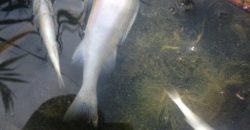 Из-за сильной жары в Днепропетровской области погибает рыба - рис. 16