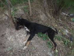 Под Днепром 4-месячного щенка жестоко зарубили топором - рис. 11