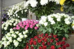 Цветочный бум: насколько дорожают букеты в канун 1-го сентября - рис. 22