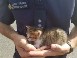 В Днепропетровской области спасатели достали котенка из пожара - рис. 13