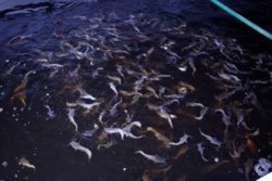 Четверг — рыбный день: в Днепр выпустили 400 тысяч рыб - рис. 9
