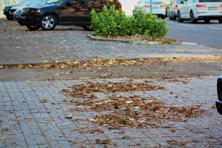 Опавшие листья заполонили тротуары Днепра - рис. 6