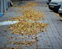 Опавшие листья заполонили тротуары Днепра - рис. 15