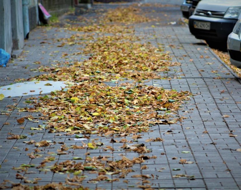 Опавшие листья заполонили тротуары Днепра - рис. 4