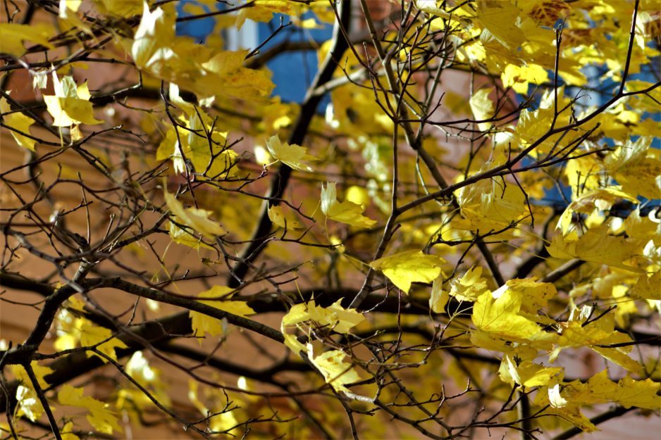 Опавшие листья заполонили тротуары Днепра - рис. 2