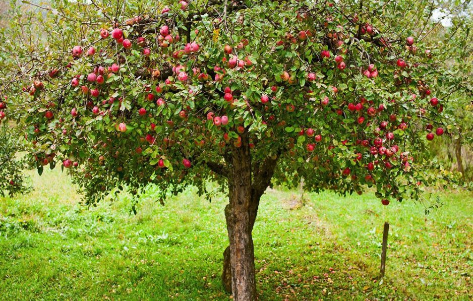 21 октября празднуется День яблока в Англии - рис. 2