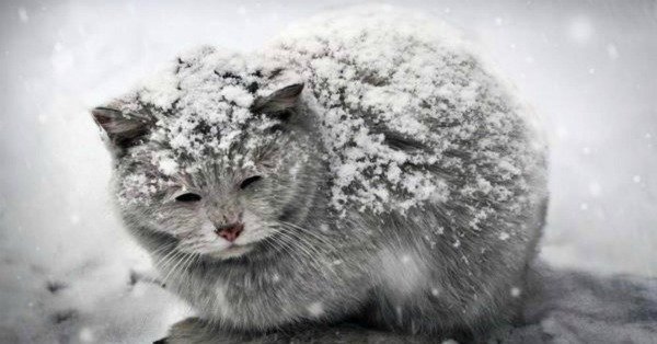 Все больше животных гибнут на улице в холода: активисты из Днепра призывают спасать жизни хвостатых друзей - рис. 1