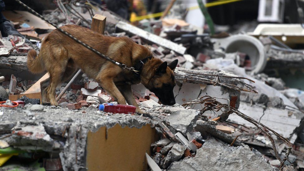 В Мексике опубликовали фото собак-героев - рис. 2