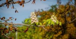 Цветущий ноябрь: чем аномальное цветение растений угрожает Днепропетровской области - рис. 6