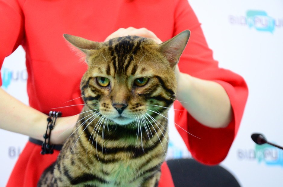 В Днепре открылась первая котейня «Cat House» - рис. 2