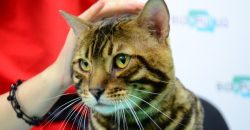 В Днепре открылась первая котейня «Cat House» - рис. 8