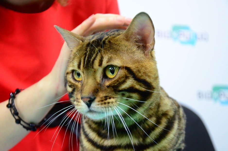 В Днепре открылась первая котейня «Cat House» - рис. 1