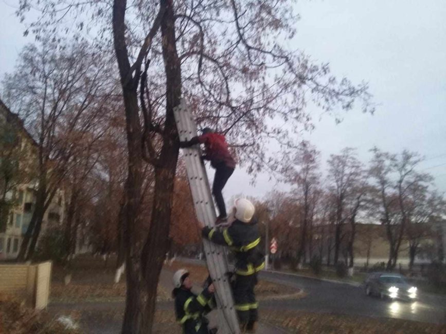 Спасатели сняли с дерева ребёнка и котёнка в Терновке - рис. 1