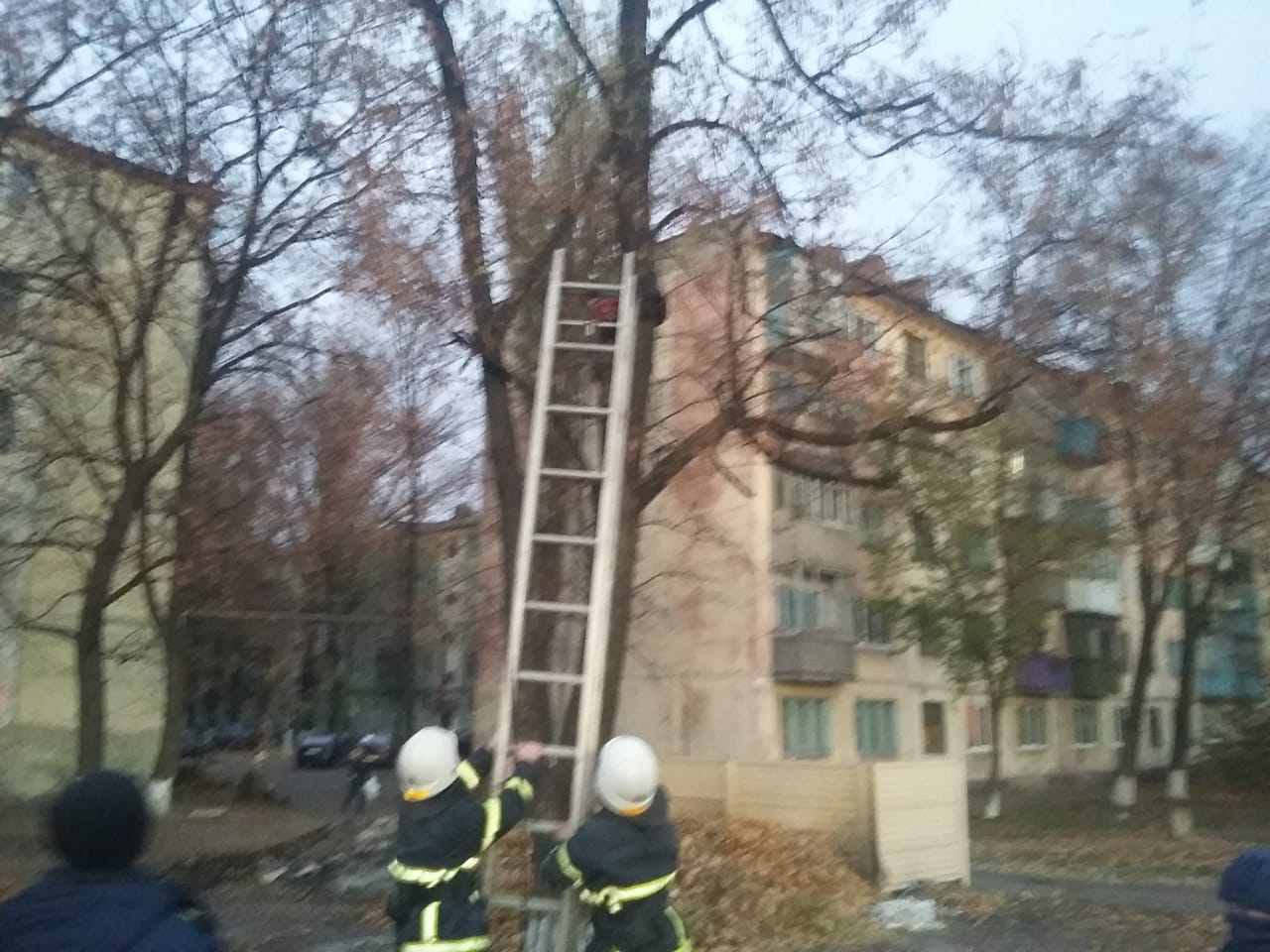 Спасатели сняли с дерева ребёнка и котёнка в Терновке - рис. 2