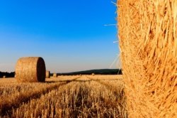 18 ноября - День работников сельского хозяйства Украины - рис. 2