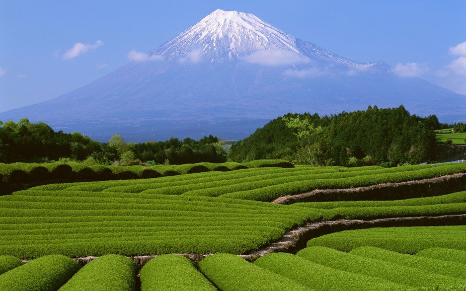 15 декабря — Международный день чая - рис. 1