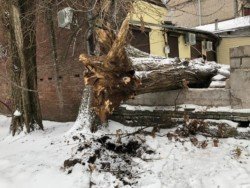 В Днепре во дворе школы упало дерево - рис. 12