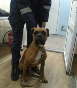 В Днепре потерянные породистые собаки ищут хозяев - рис. 14