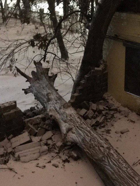 В Днепре во дворе школы упало дерево - рис. 3