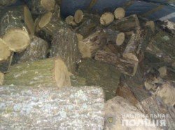Почему незаконно пилят деревья: в Павлограде задержали «черных» лесорубов - рис. 20