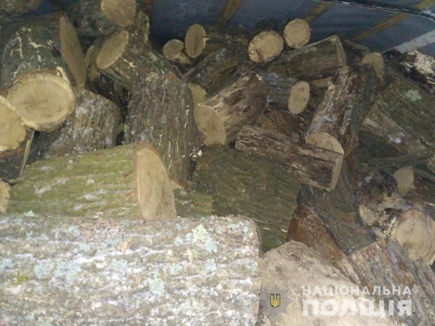 Почему незаконно пилят деревья: в Павлограде задержали «черных» лесорубов - рис. 1