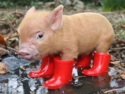 Дніпровський зоолог розповість про символ наступаючого року - порося та представить свинок зі свого зоопарку - рис. 7
