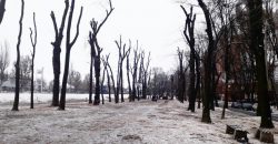 Надо ли охранять городские деревья от коммунальщиков Днепра - рис. 9