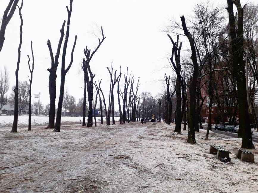 Надо ли охранять городские деревья от коммунальщиков Днепра - рис. 1