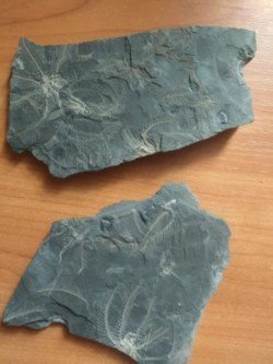 На Днепропетровщине обнаружены доисторические окаменелости - рис. 16