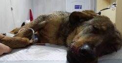 На Днепропетровщине живодёры жестоко избили собаку и бросили умирать - рис. 3