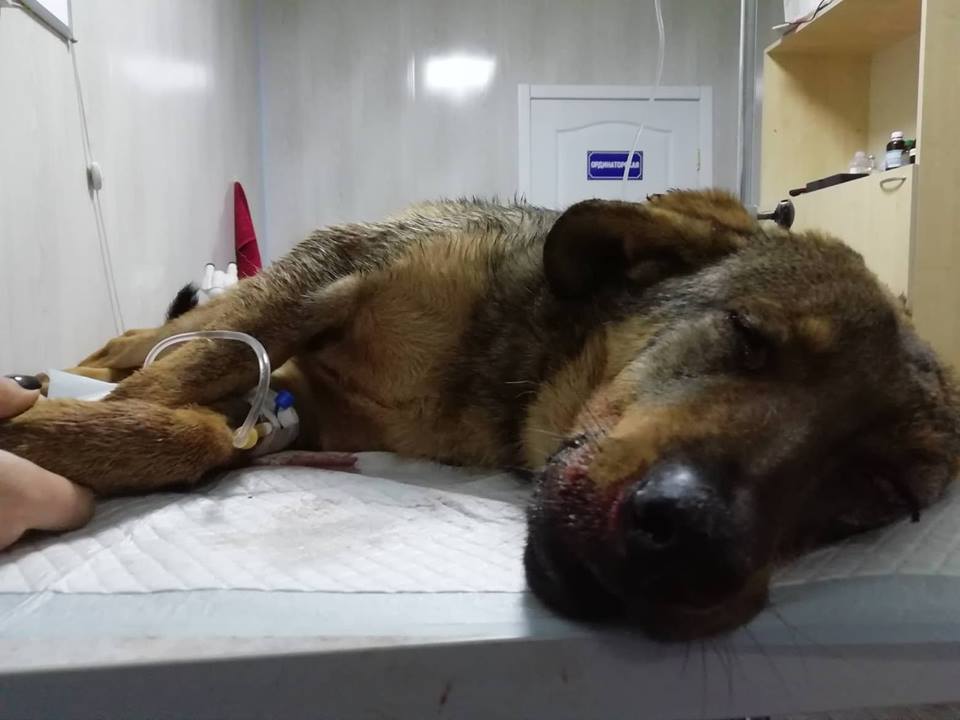 На Днепропетровщине живодёры жестоко избили собаку и бросили умирать - рис. 1