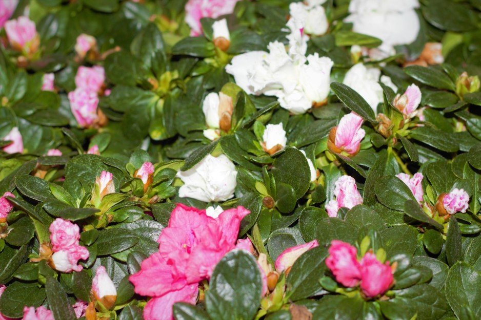 В Днепре проходит цветочная барахолка «Райский сад» - рис. 1