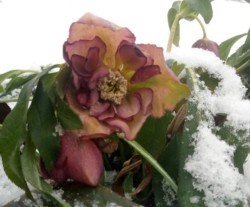 В Марганце в снежных сугробах расцвели цветы - рис. 19