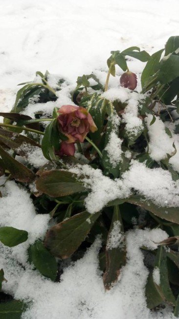 В Марганце в снежных сугробах расцвели цветы - рис. 2