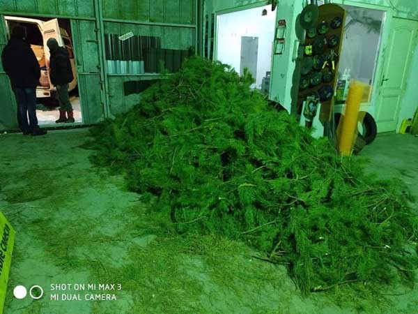 Волонтеры Днепра скармливают новогодние елки козам - рис. 1