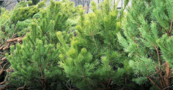 Что в Германии делают с ёлками после новогодних праздников - рис. 8