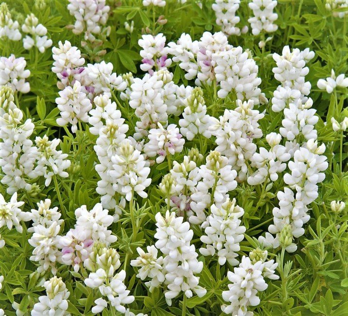 10 новых цветочных растений для вашего сада на 2019-й год - рис. 8