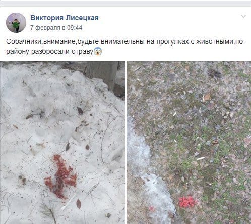 Жители Днепра опасаются догхантеров: берегите питомцев - рис. 1
