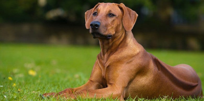 Жители Днепра опасаются догхантеров: берегите питомцев - рис. 4