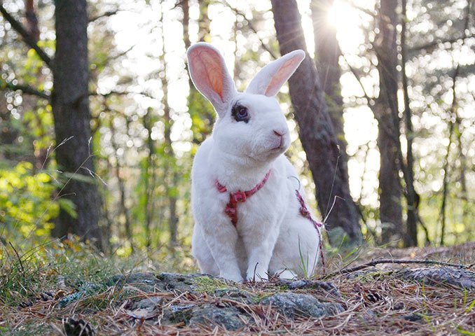 Кролик из Финляндии попал в книгу рекордов Гиннесса - рис. 1