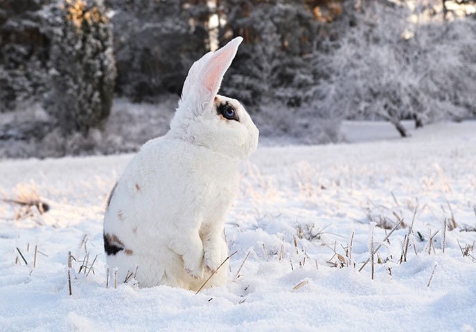 Кролик из Финляндии попал в книгу рекордов Гиннесса - рис. 2