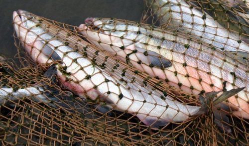 В Украине вводится запрет на ловлю рыбы - рис. 8