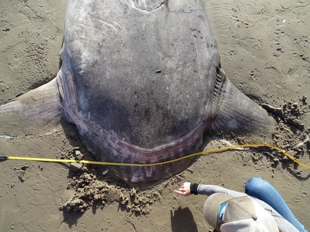 На побережье Калифорнии выбросило неизвестную огромную рыбу: мнение ученых - рис. 9