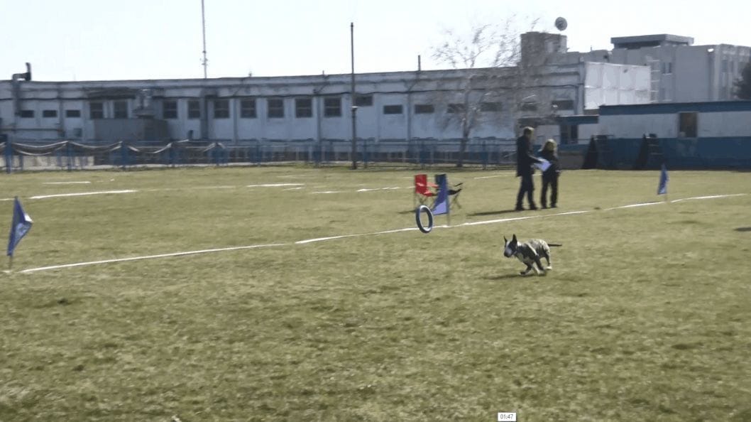 В Днепре прошел всеукраинский турнир «Dog Puller» среди собак - рис. 1