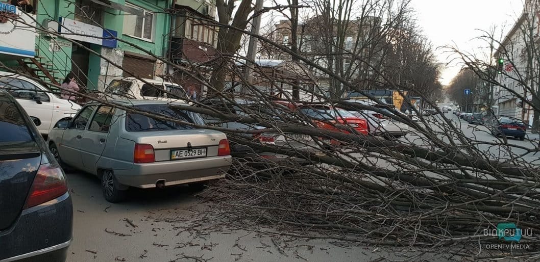 В центре Днепра дерево упало на проезжую часть: движение парализовано - рис. 2