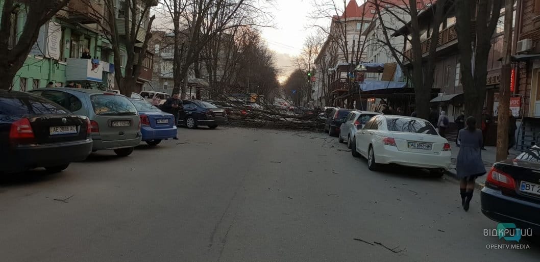 В центре Днепра дерево упало на проезжую часть: движение парализовано - рис. 1