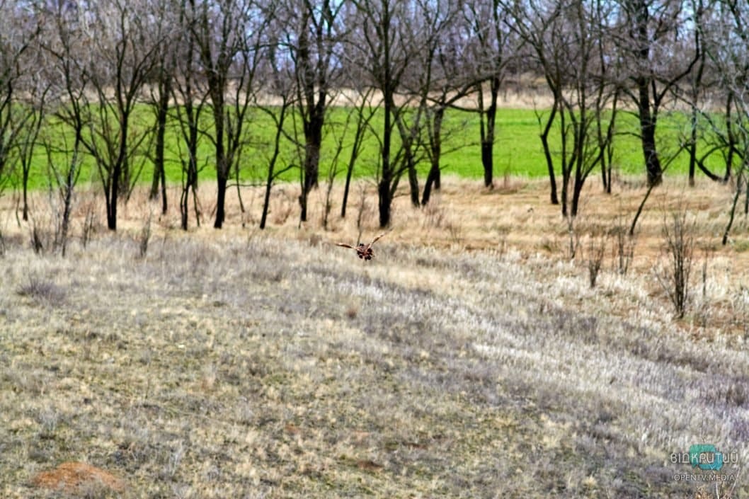 Охотники из Днепра купили фазанов и выпустили их на волю - рис. 5
