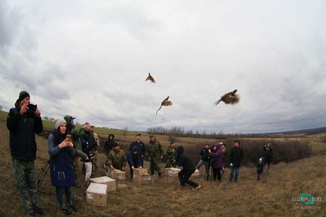 Охотники из Днепра купили фазанов и выпустили их на волю - рис. 13