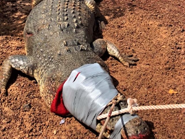 В Австралии арестовали крокодила, который съел 12 собак - рис. 1
