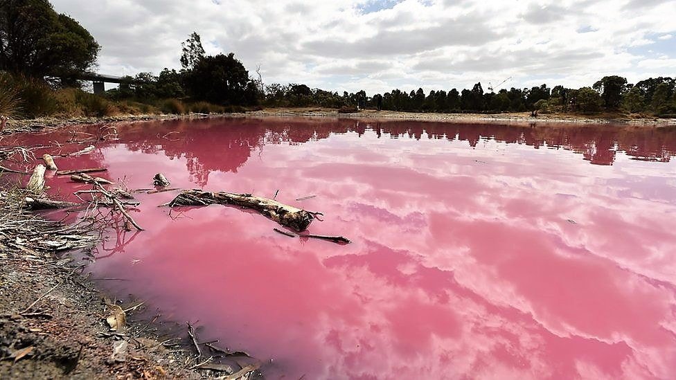 «Цвет настроения розовый»: в Австралии туристов удивило необычное озеро - рис. 1